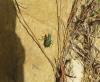 Cicindela campestris